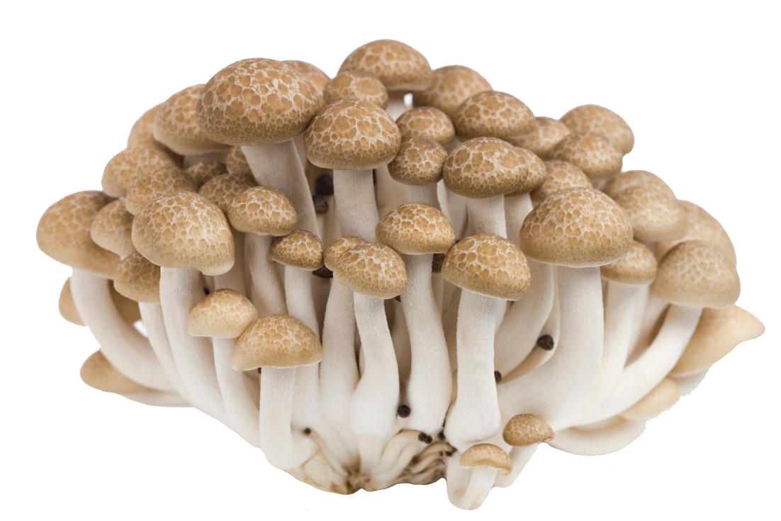 MidAm Mushrooms